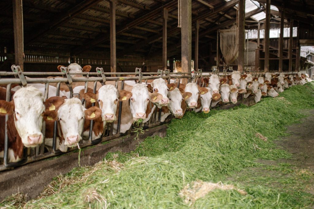 Lebenswichtige Antibiotika in der Tiermast