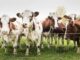 Haltungskennzeichnung für Fleisch auf der Zielgeraden: Deutsche Umwelthilfe fordert schnelle Durchsetzung