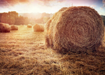 Nachhaltige Lagerflächen in der Landwirtschaft ☀️🌧️