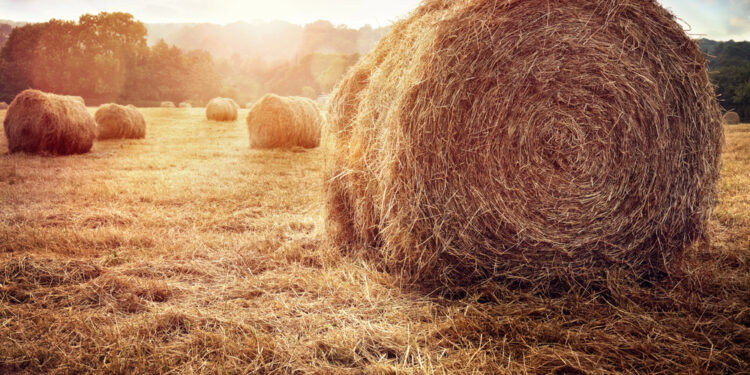 Nachhaltige Lagerflächen in der Landwirtschaft ☀️🌧️